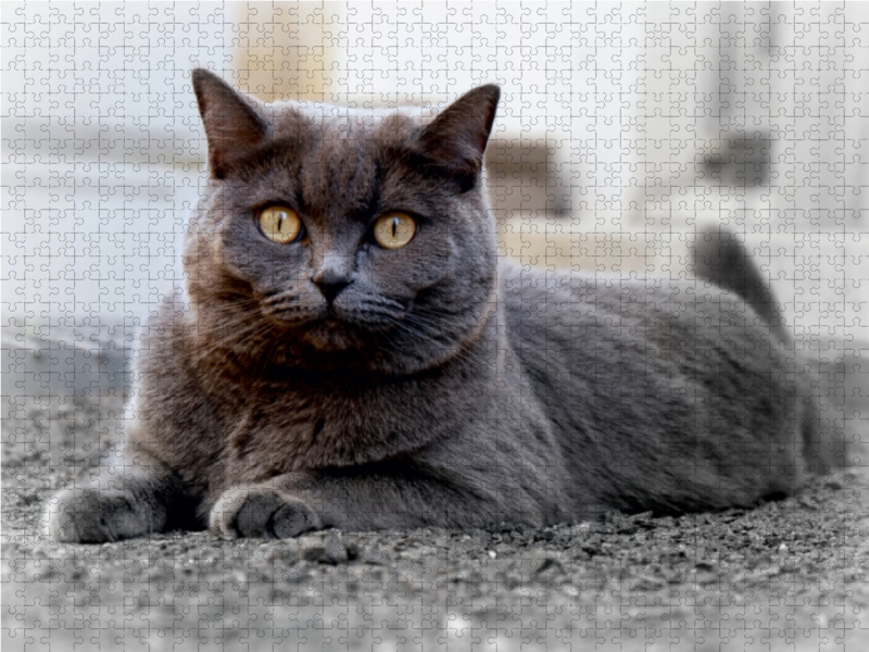 Britischkurzhaar-Katze. Ein Motiv aus dem Kalender`'Graue Engel'