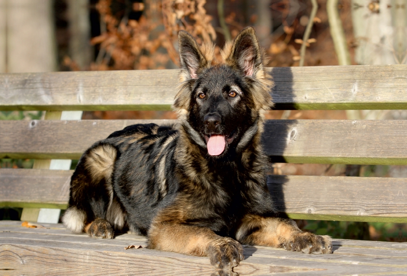 Deutscher Schäferhund