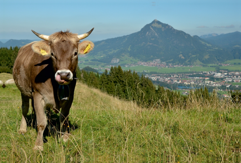 Braunviehrind bei Ofterschwang