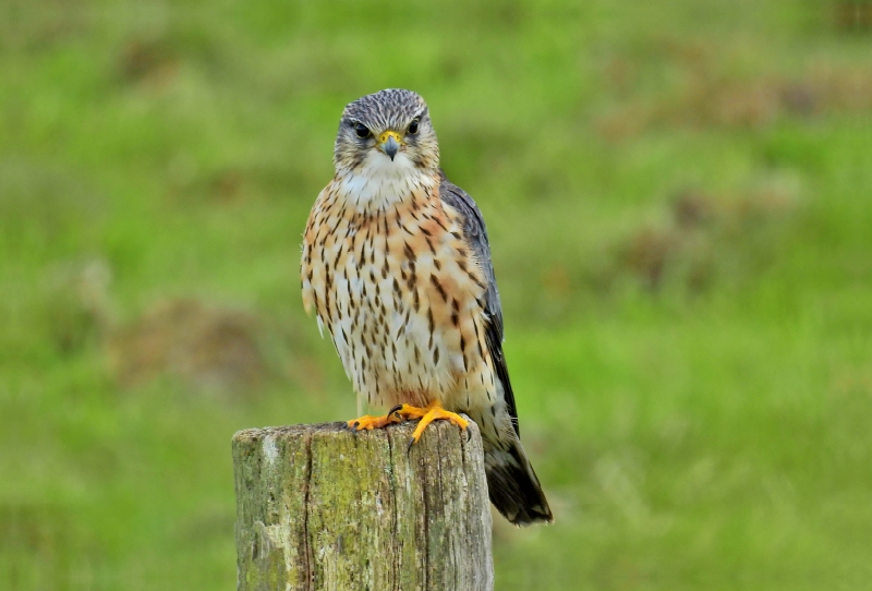 Merlin Männchen (Falco columbarius).