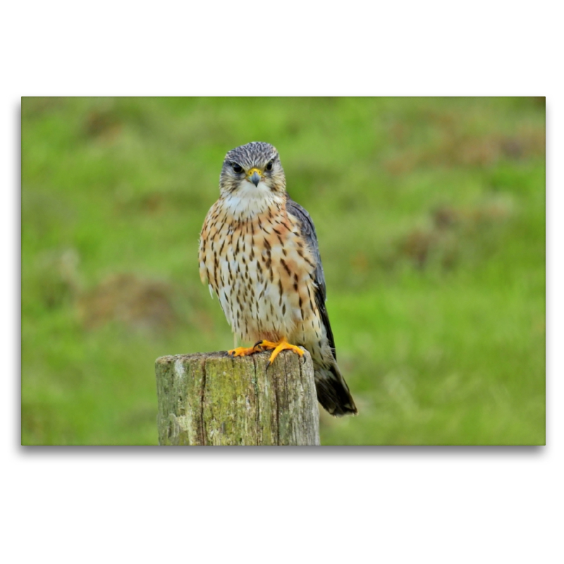 Merlin Männchen (Falco columbarius).