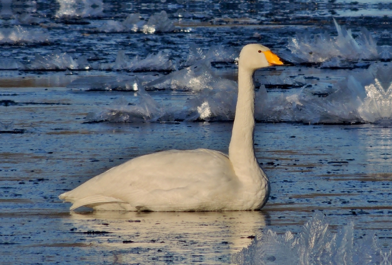 Singschwan (Cygnus cygnus).