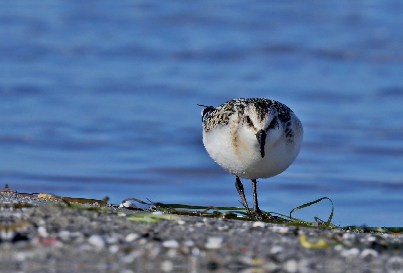 Sanderling (Calidris alba) am Ostsee Strand.