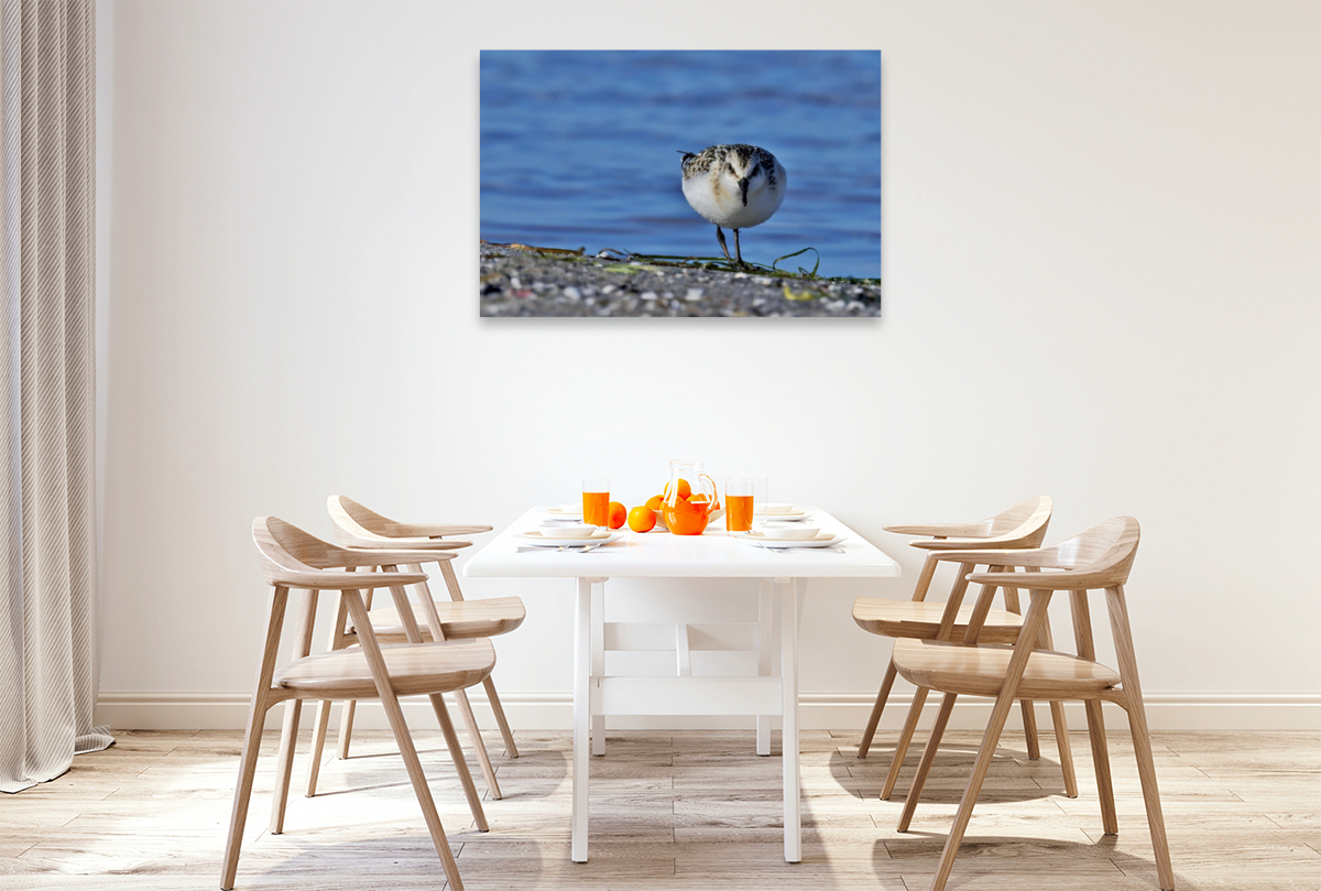 Sanderling (Calidris alba) am Ostsee Strand.