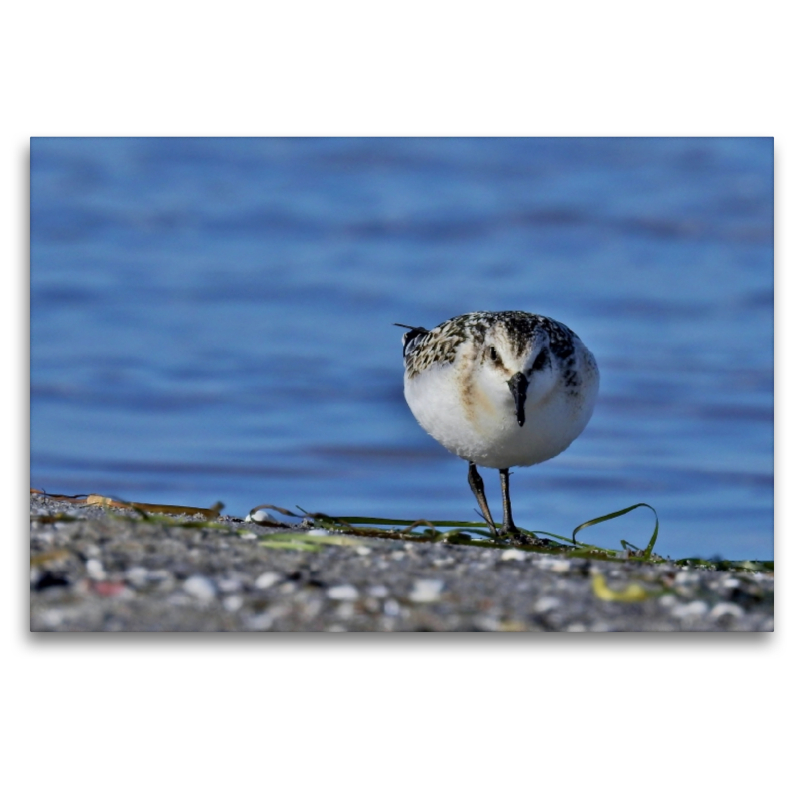 Sanderling (Calidris alba) am Ostsee Strand.