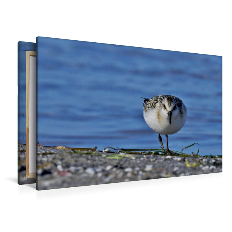 Sanderling (Calidris alba) am Ostsee Strand.