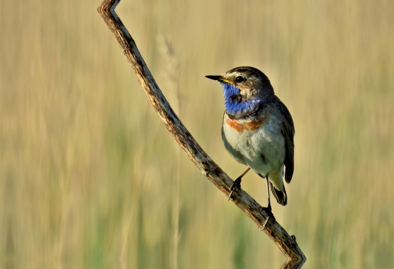 Frühlings Bote Blaukehlchen (Luscinia svecica).