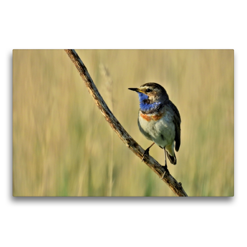 Frühlings Bote Blaukehlchen (Luscinia svecica).