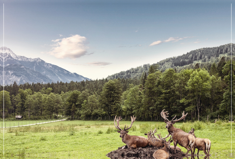 Eine Herde Rotwild weiden in der schönen Natur in den Bergen von Hinterstoder