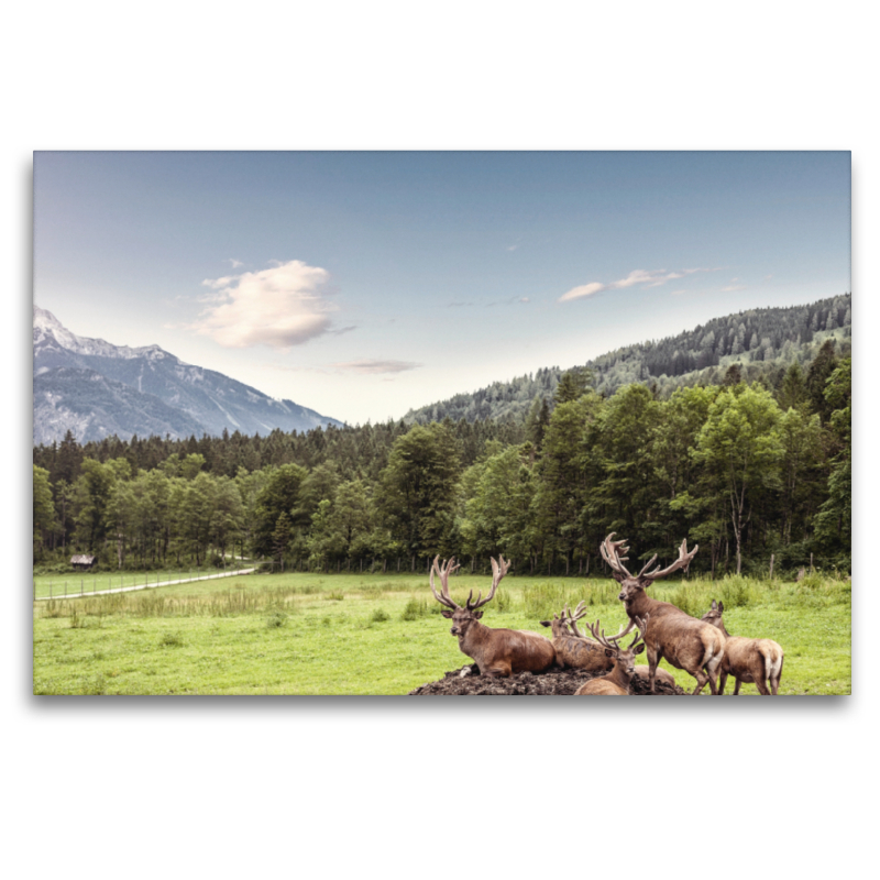 Eine Herde Rotwild weiden in der schönen Natur in den Bergen von Hinterstoder