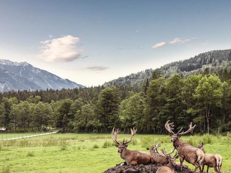 Eine Herde Rotwild weiden in der schönen Natur in den Bergen von Hinterstoder