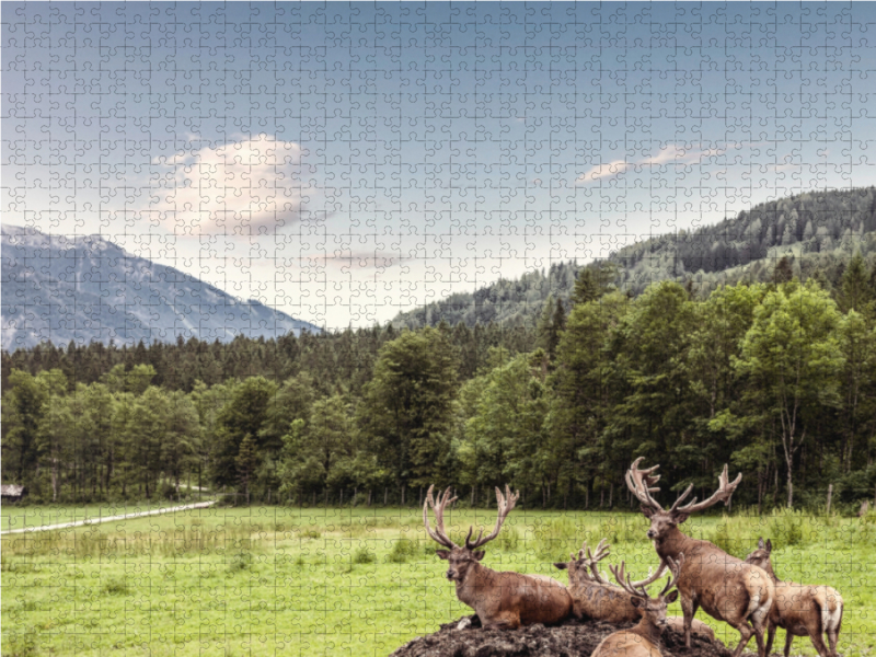 Eine Herde Rotwild weiden in der schönen Natur in den Bergen von Hinterstoder