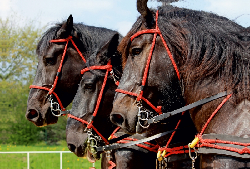 Percherons der Bergquell Brauerei Löbau