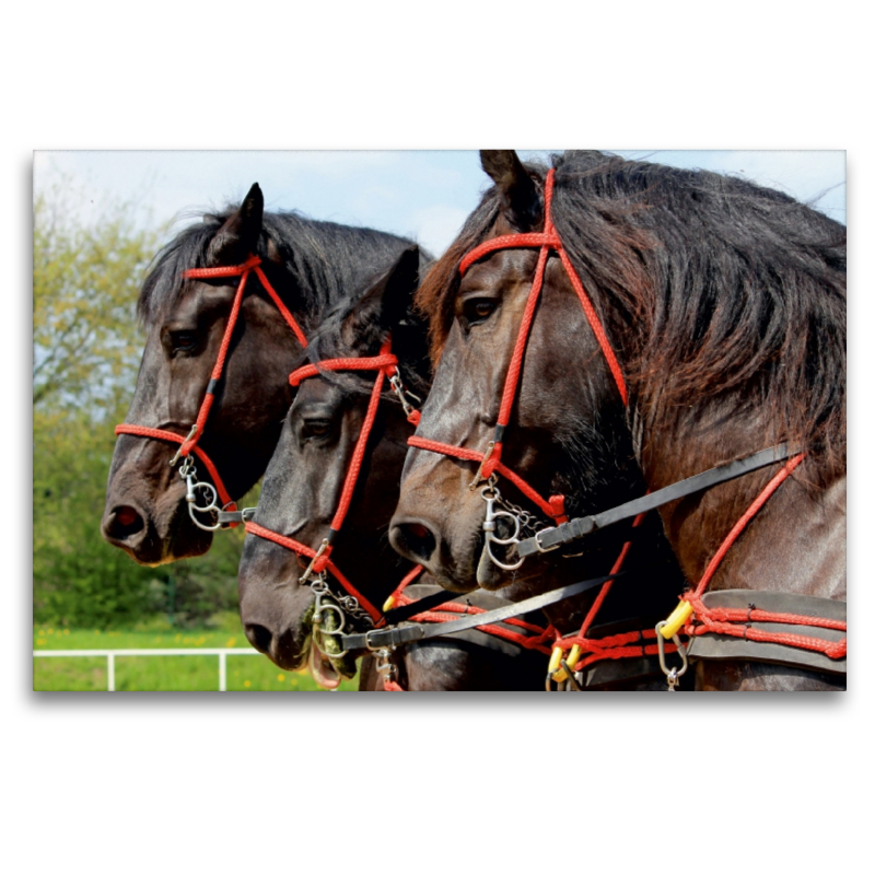 Percherons der Bergquell Brauerei Löbau