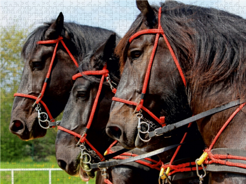 Percherons der Bergquell Brauerei Löbau