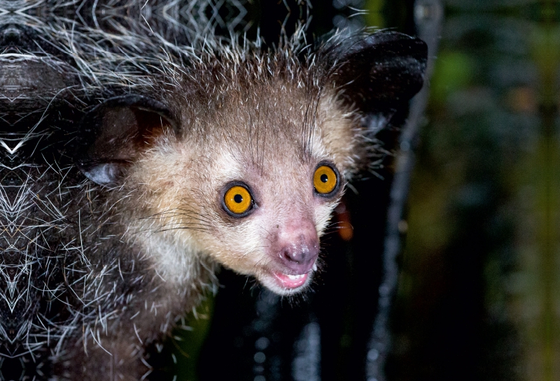 Fingertier (Aye-Aye)