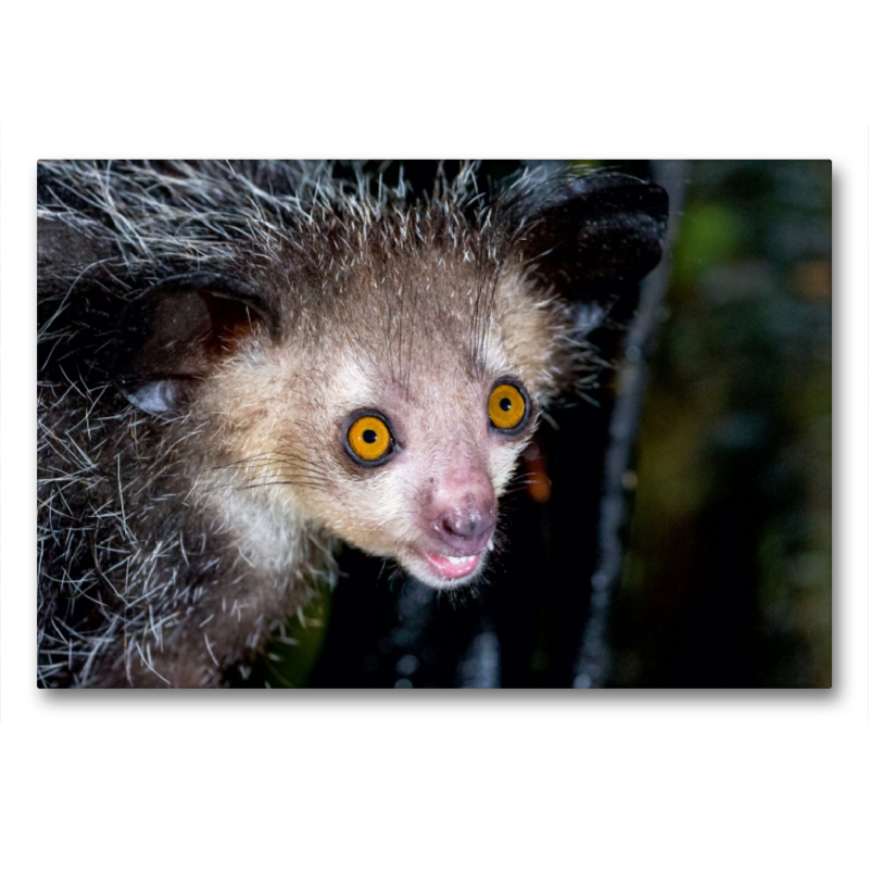 Fingertier (Aye-Aye)