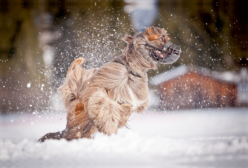 Afghanischer Windhund beim Coursing im Schnee