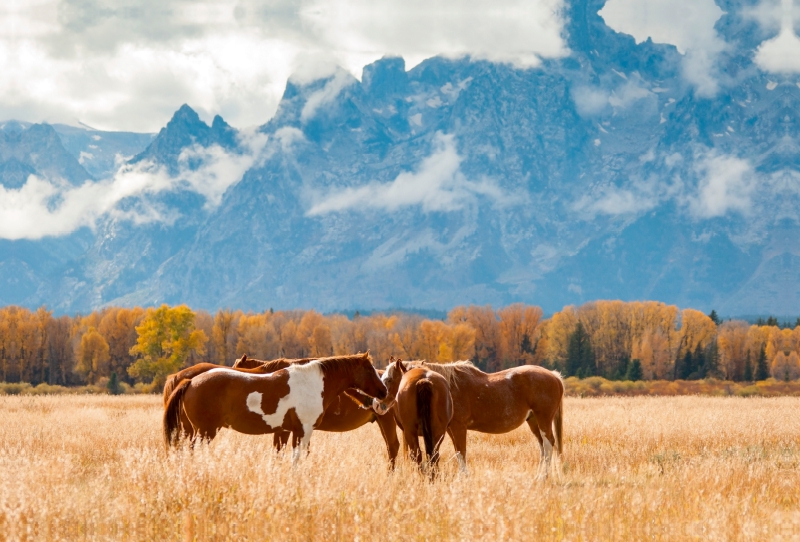 Pferde im Grand Teton National Park