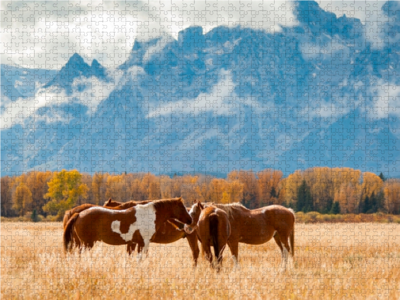 Pferde im Grand Teton National Park