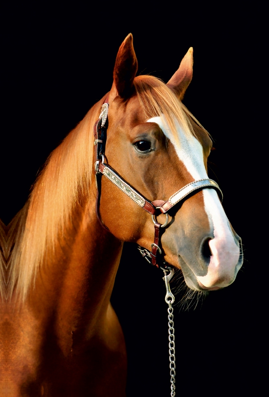 American Quarter Horse