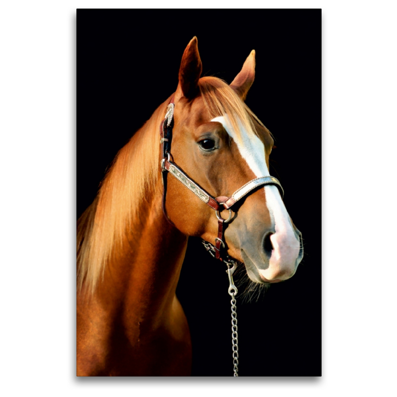 American Quarter Horse