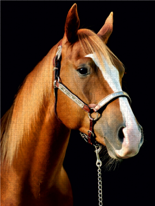 American Quarter Horse