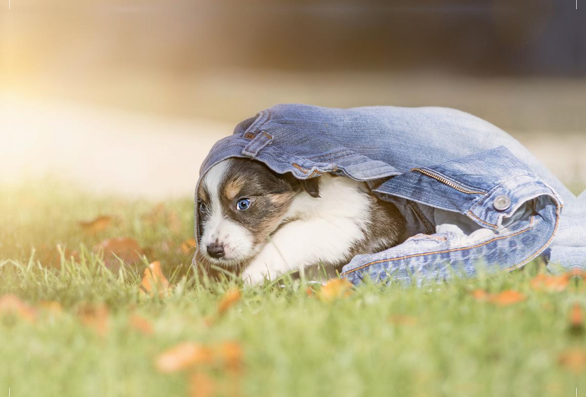 Border Collie Welpe mit Jeans