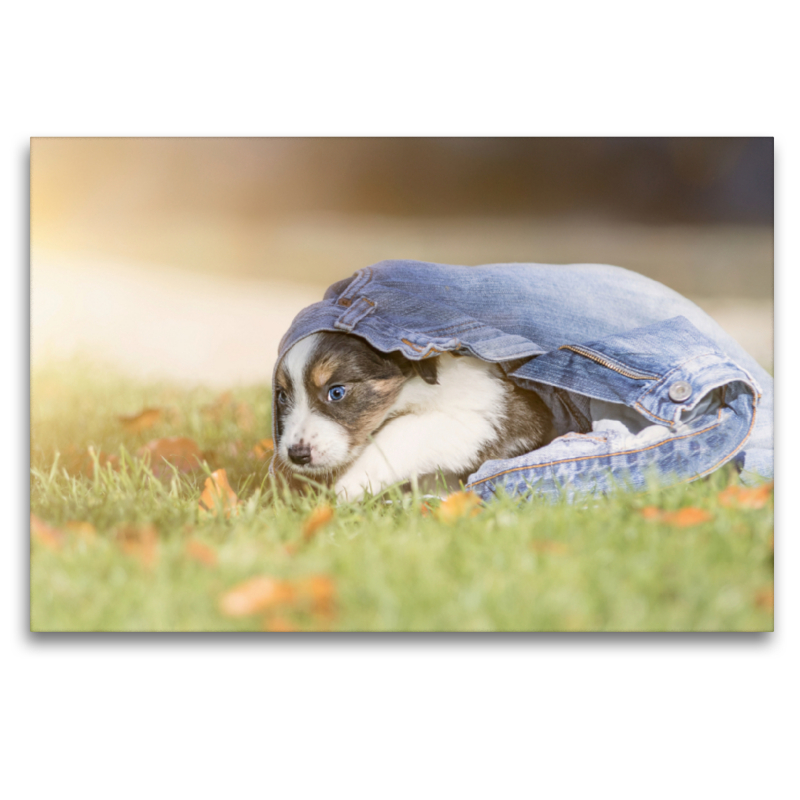 Border Collie Welpe mit Jeans