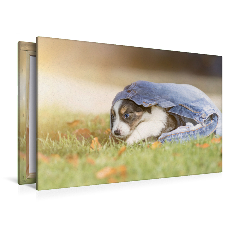 Border Collie Welpe mit Jeans