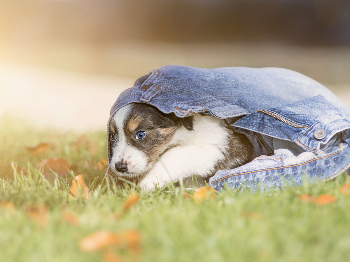 Border Collie Welpe mit Jeans