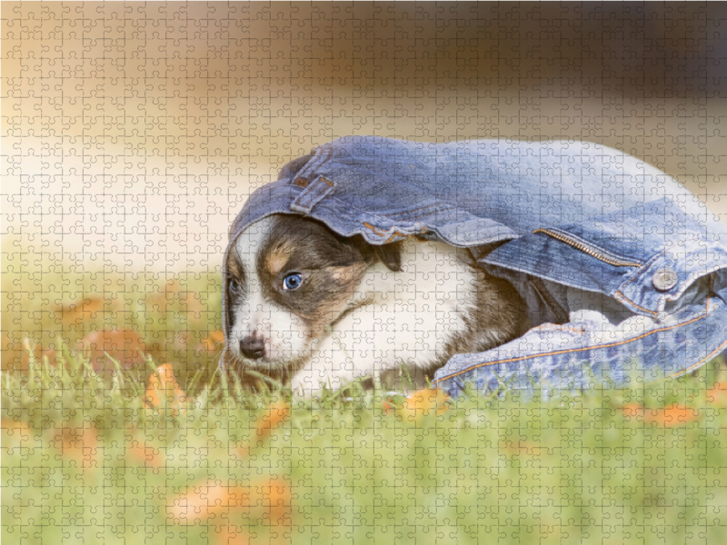 Border Collie Welpe mit Jeans