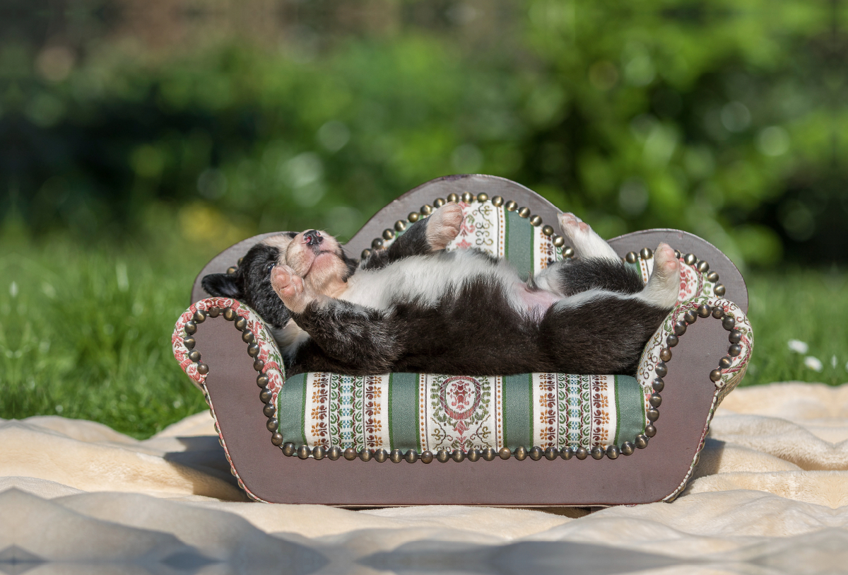 Border Collie Welpe liegt auf kleinem Sofa