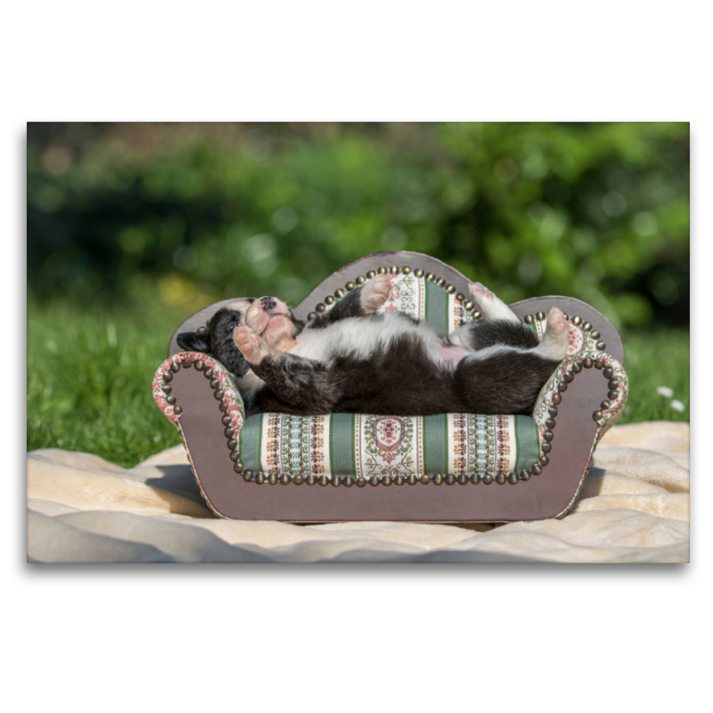 Border Collie Welpe liegt auf kleinem Sofa