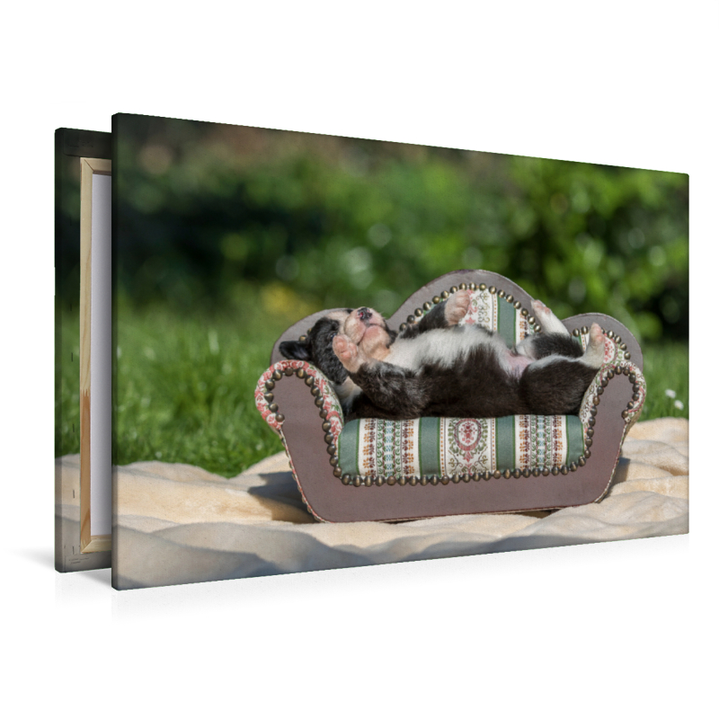 Border Collie Welpe liegt auf kleinem Sofa