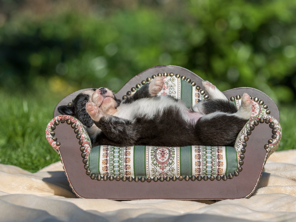 Border Collie Welpe liegt auf kleinem Sofa