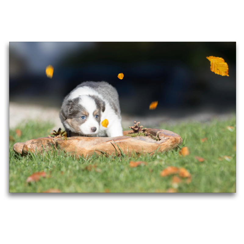 Border Collie Welpe in Holzschale