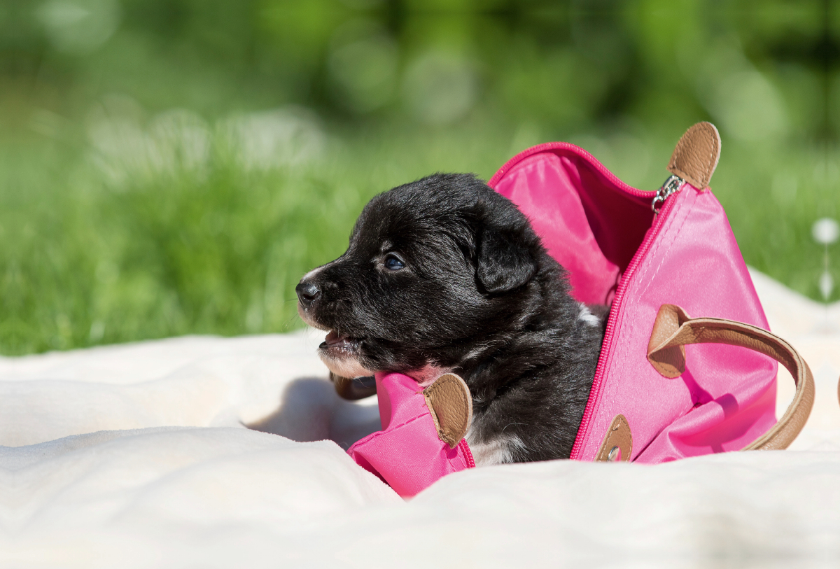 Border Collie Welpe in Handtasche