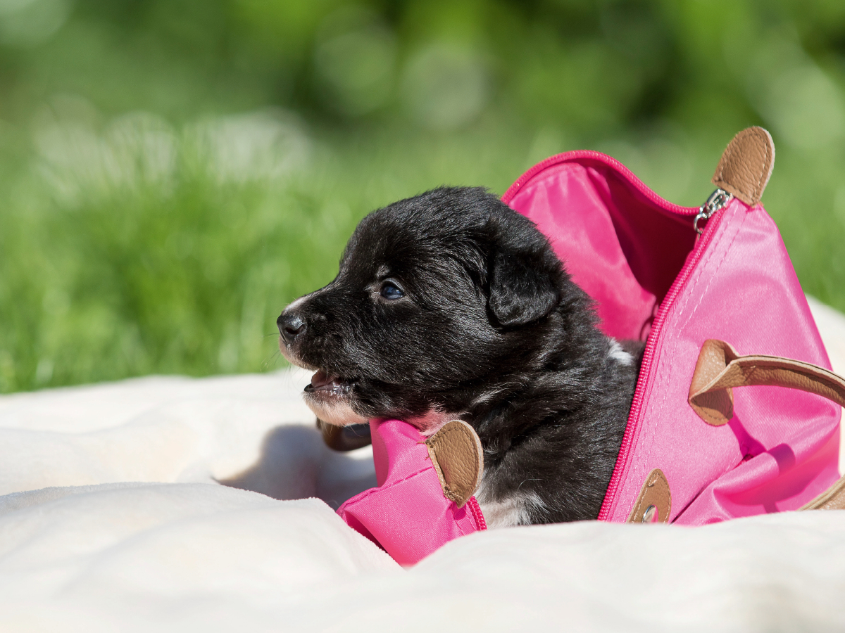 Border Collie Welpe in Handtasche