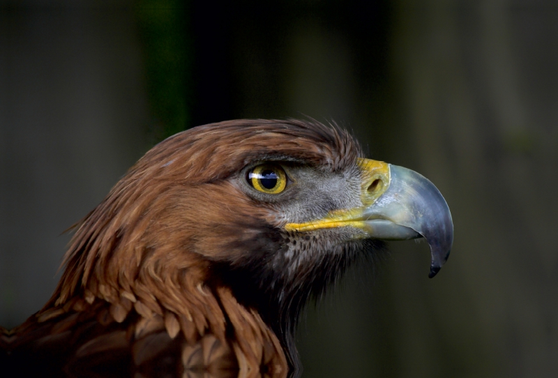 Steinadler