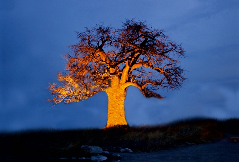 Ein Baobab in Botswana