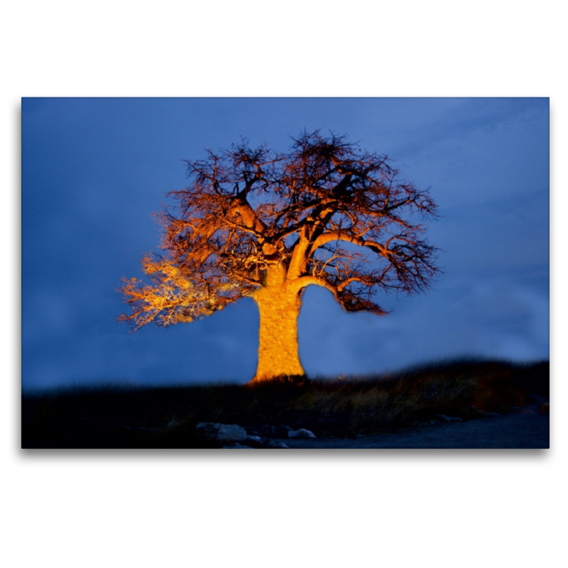 Ein Baobab in Botswana