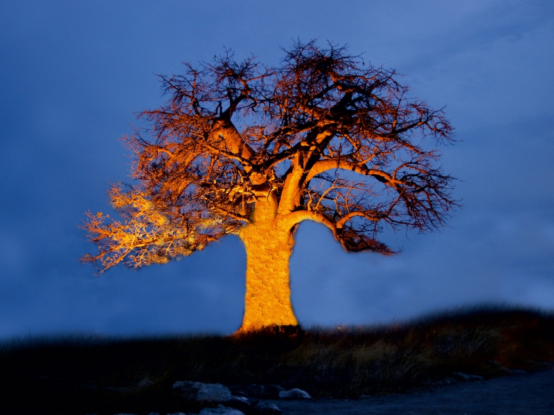 Ein Baobab in Botswana