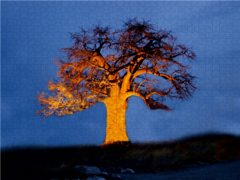 Ein Baobab in Botswana