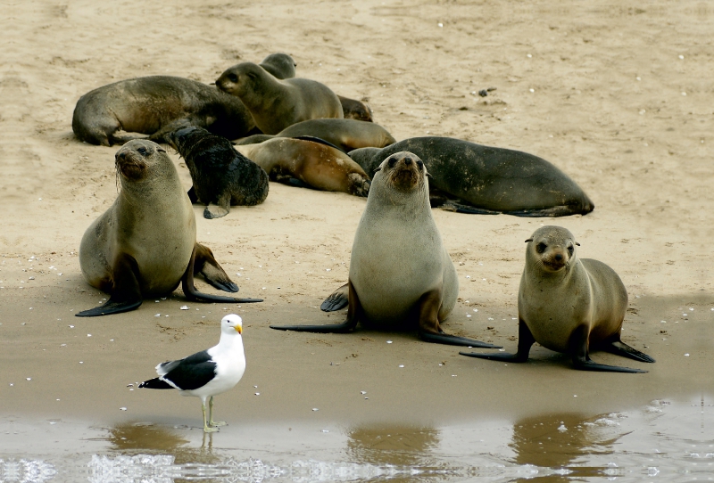 Seehunde auf der Sandbank