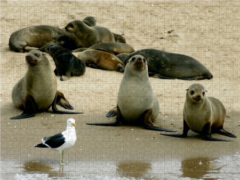 Seehunde auf der Sandbank