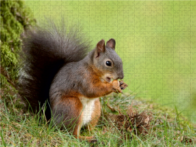 Eichhörnchen mit frisch gepflückter Nusstraube.