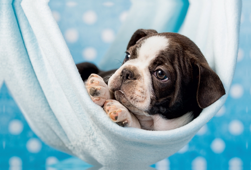 Colored Boston Terrier Blue/White