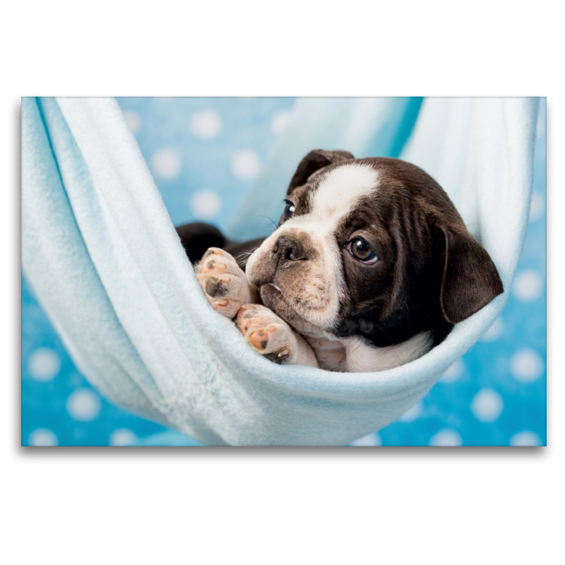 Colored Boston Terrier Blue/White