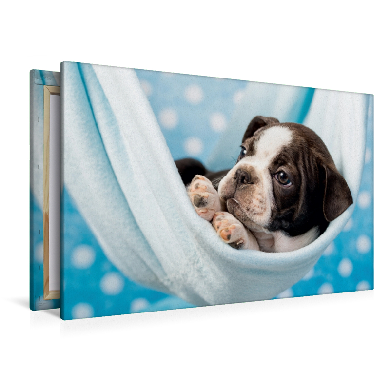 Colored Boston Terrier Blue/White